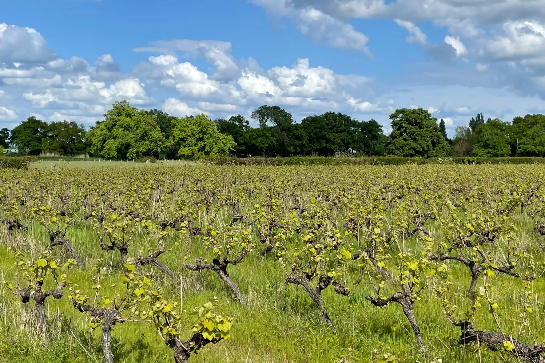 Vineyard